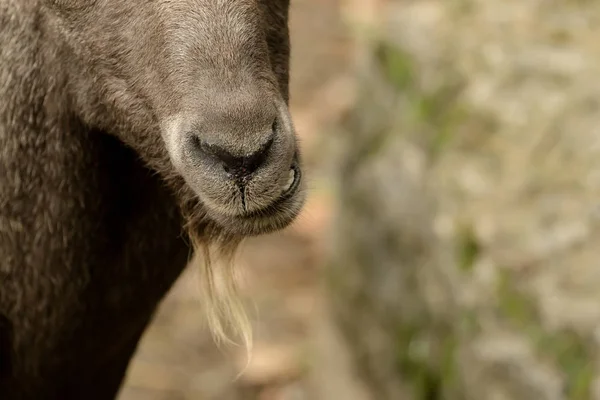 Cabeça Uma Cabra Com Bokeh Suave — Fotografia de Stock