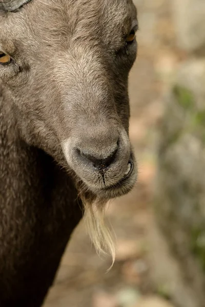 Bir Keçi Ile Yumuşak Bokeh Başkanı — Stok fotoğraf