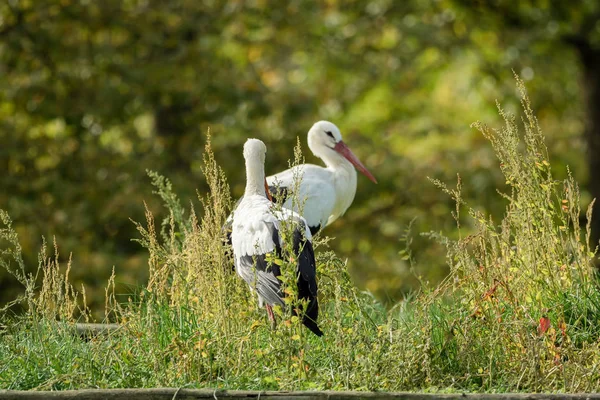 Two Majestic Stork Soft Bokeh — Stock Photo, Image
