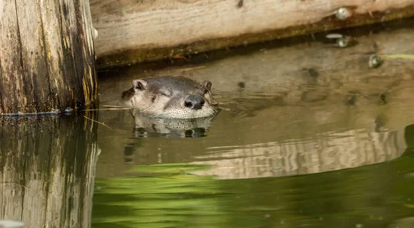 Otter Pond Reflection — Stock Photo, Image