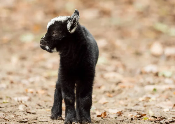Dışarıda Genç Bir Siyah Beyaz Keçi Standları — Stok fotoğraf