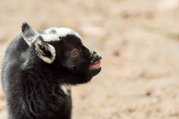 Young Black White Goat Stands — Stock Photo, Image