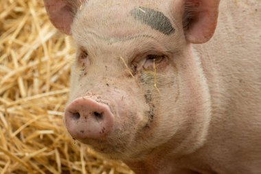 Bir burun domuz dan Close-up