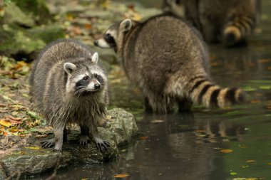 Bazı rakunlar dışında su ile oynamak