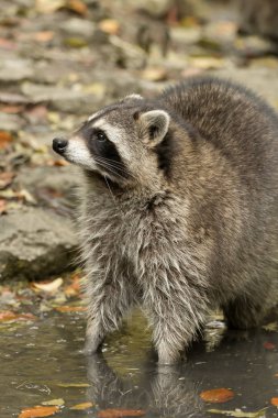 Bir rakun dışında su üzerinde çalış