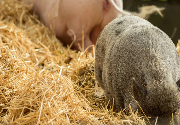 Two pigs are looking for food in the straw