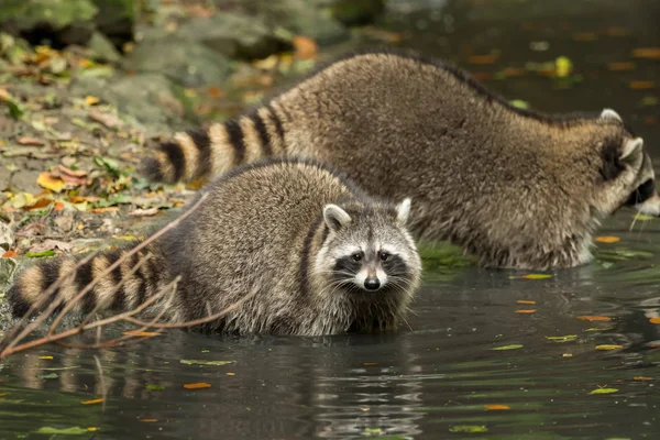 Some raccoons play outside by the water