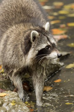 Bir rakun dışında su üzerinde çalış