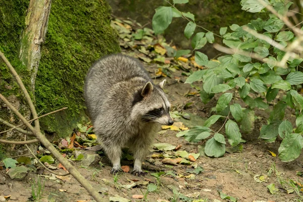 Mapache Juega Afuera Cerca Del Agua —  Fotos de Stock