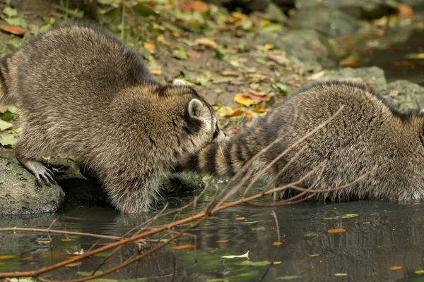 Some Raccoons Play Water — Stock Photo, Image