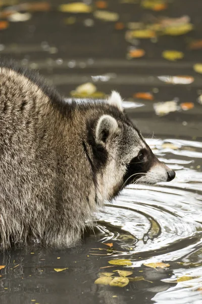 Raccoon Plays Water — Stock Photo, Image