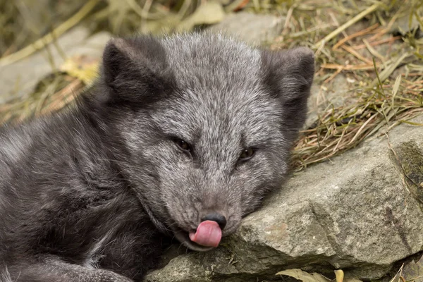 Een Jonge Polar Vos Berust Een Rots — Stockfoto