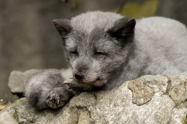 一只年轻的极地狐狸栖息在岩石上 — 图库照片