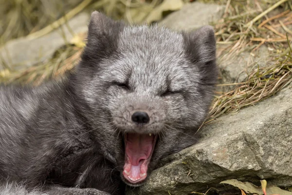 一只极地狐狸躺在岩石上打呵欠 — 图库照片