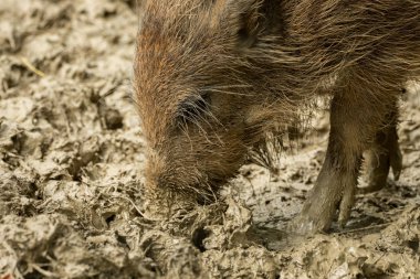 Bir yaban domuzu ıslak çamur içinde yiyecek arıyor
