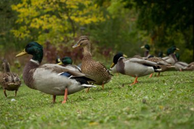 Park içinde pek çok yaban ördekleri