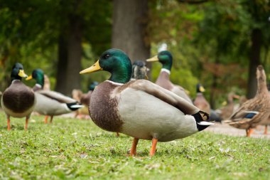 Park içinde pek çok yaban ördekleri