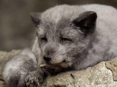 Kayanın üzerinde bir Kutup tilki aittir
