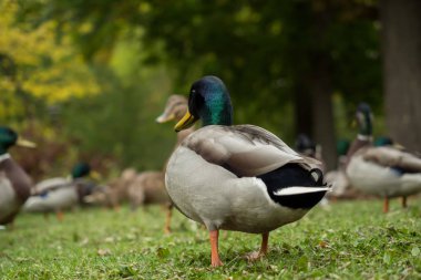 Park içinde pek çok yaban ördekleri