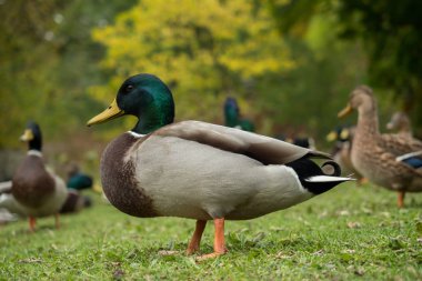 Park içinde pek çok yaban ördekleri