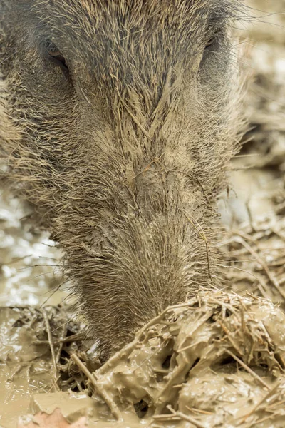 Boar Looking Food Wet Mud — Stock Photo, Image