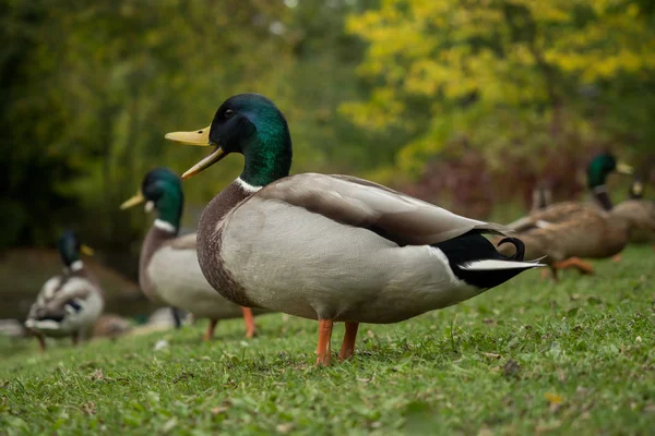 Viele Wildenten im Park — Stockfoto