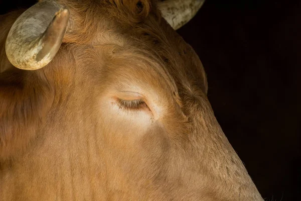 İstikrarlı bir ineğin kafasının yakın çekim