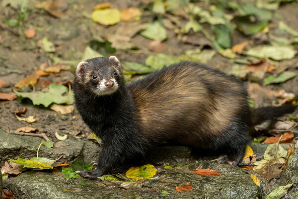 A marten looks directly at the camera