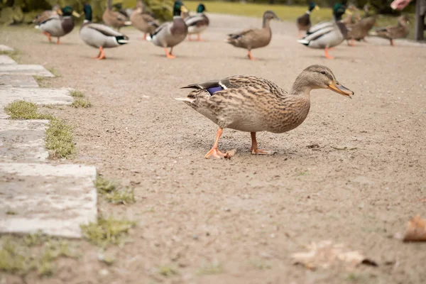 Viele Wildenten Park — Stockfoto