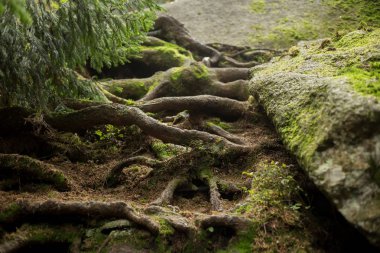 Ormanın ortasında büyüyen büyük kökleri