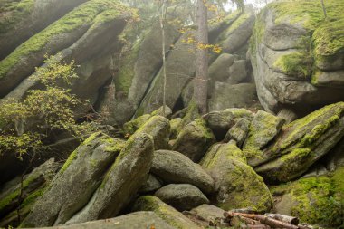 Ormanda büyük kayalar