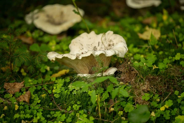 Champignons Dans Forêt — Photo