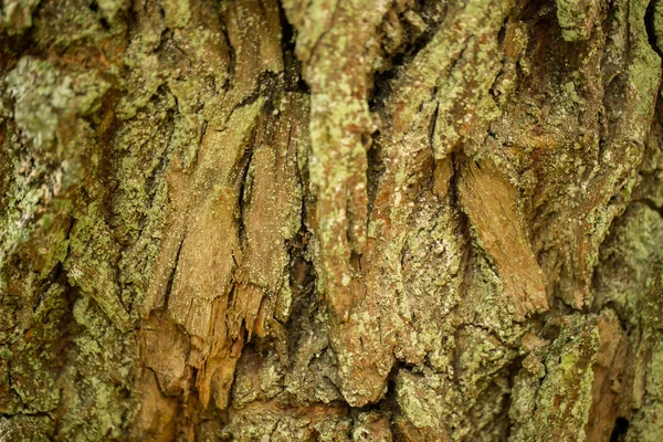 나무에서 껍질의 클로즈업 — 스톡 사진