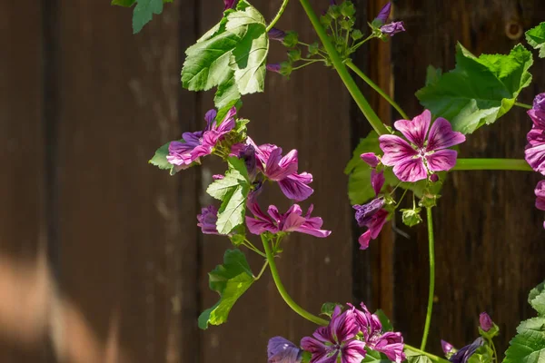 太陽の光の庭でカラフルな野生の花 — ストック写真