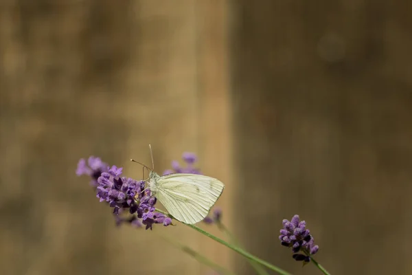 Beautiful Butterfly Wild Garden — Stock Photo, Image