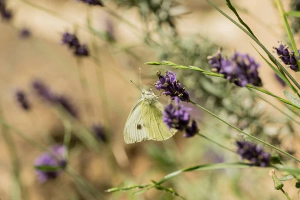 Beautiful Butterfly Wild Garden — Stock Photo, Image