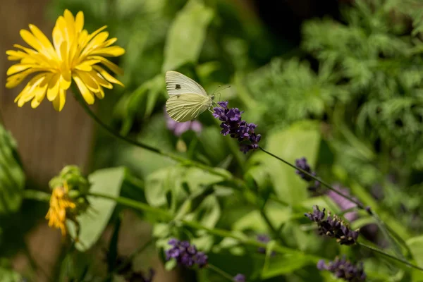 Beautiful Butterfly Wild Garden — Stock Photo, Image