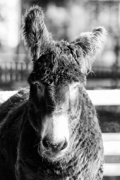Donkey Beautiful Light Black White — Stock Photo, Image