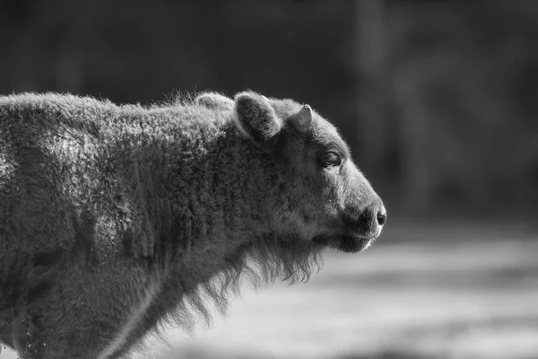 Wisent Out Meadow Black White — Stock Photo, Image