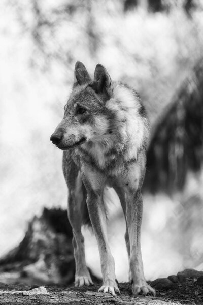 A wolf stands and observes, black and white