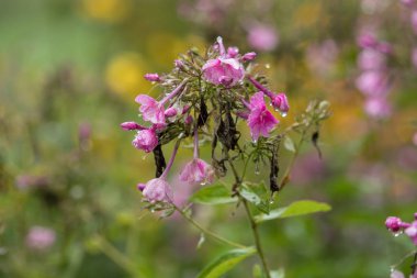 Yağmur damlaları ve yumuşak arka plan ile güzel pembe çiçekler