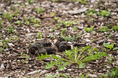 At gübresi yığını bir yeşil alan üzerinde yatıyor