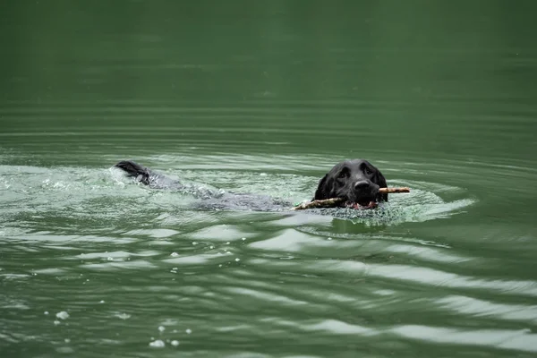 Een Zwarte Labrador Retriever Zwemmen Het Water — Stockfoto