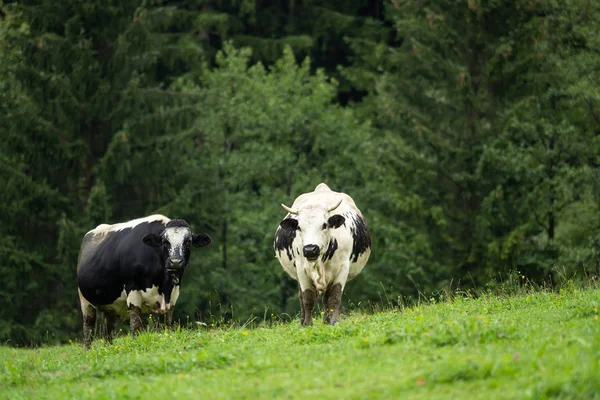 Twee Zwart Witte Koeien Staan Groene Weide — Stockfoto