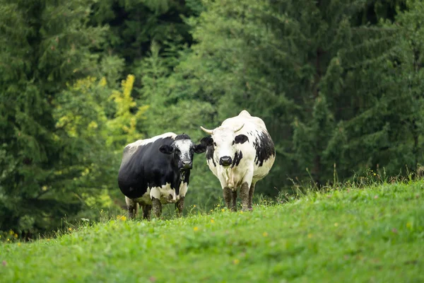 Twee Zwart Witte Koeien Staan Groene Weide — Stockfoto