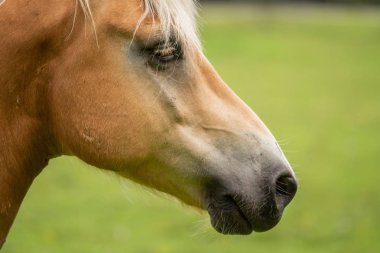Çok sinek ile bir at Başkanı