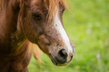 Çok sinek ile bir at Başkanı