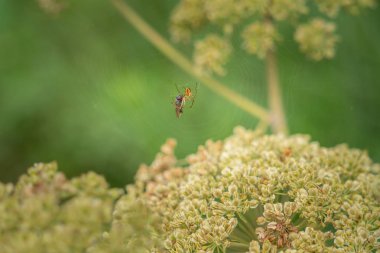 Bir örümcek avını ile net