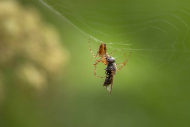 Bir örümcek avını ile net
