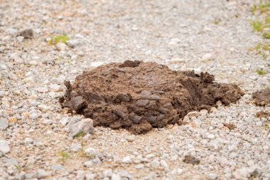 Bir yığın inek pisliği yolda